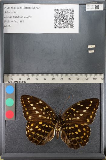Media type: image;   Entomology 141410